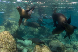 Sea Lion Family, Los Islotes Mexico by Alejandro Topete 